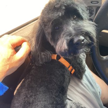 Atlantic Doggery - Rocky - Pet Groomers Near Me - Pompano Beach, Florida