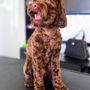 Photo of Gold Coast Pet Groomerie