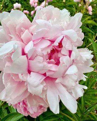 University of Michigan Nichols Arboretum by null