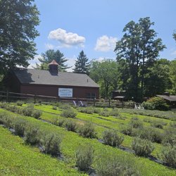Orchard View Lavender Farm