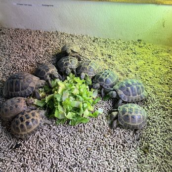 Chicago Bird House - Turtles eating a big salad midday - Pet Stores Near Me - Orland Park, Illinois Chicago Bird House - Turtles eating a big salad midday - Pet Stores Near Me - Orland Park, Illinois