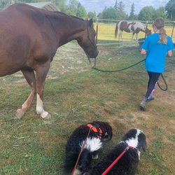 Northwest Natural Horsemanship Center