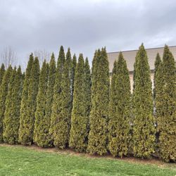 Green Grow Nursery and Landscaping Services - Emerald Green arborviateas 15ft tall at 2.5 feet apart