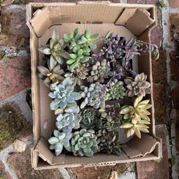 Todays purchase, these are all 2" succulents. Todays purchase, these are all 2" succulents.