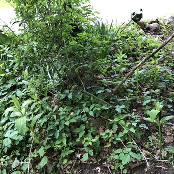 Remove My Poison Ivy - Highly dangerous and prolific in growth, but a great fit for RMPI. - Tree Services Near Me Remove My Poison Ivy - Highly dangerous and prolific in growth, but a great fit for RMPI. - Tree Services Near Me