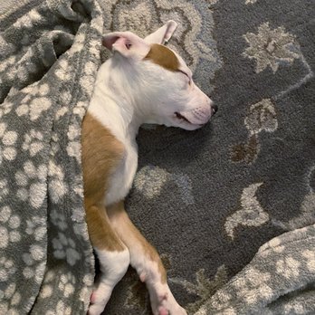 RVAR - River Valley Animal Rescue - Tired dogs are the best dogs... exercise them daily! - Animal Shelters Near Me - Momence, Illinois RVAR - River Valley Animal Rescue - Tired dogs are the best dogs... exercise them daily! - Animal Shelters Near Me - Momence, Illinois