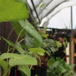 Ninth Ward Nursery