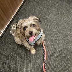 Pika's Happy Dogwalks - very happy with my personalized dog walk