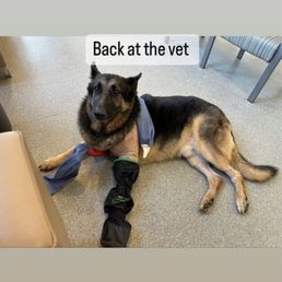 My dog before the last visit My dog before the last visit