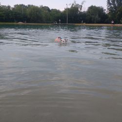 Brown Deer Pond