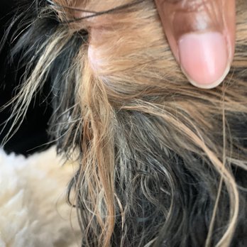 Pet Paradise Jacksonville University - Matted fur - Pet Training Near Me - Jacksonville, Florida
