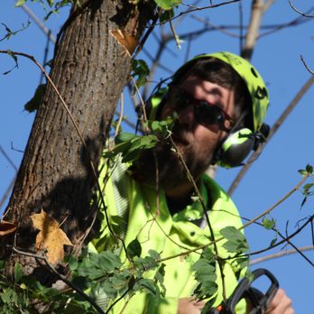 Green Arbor - Tree Services Near Me - Indianapolis, Indiana Green Arbor - Tree Services Near Me - Indianapolis, Indiana