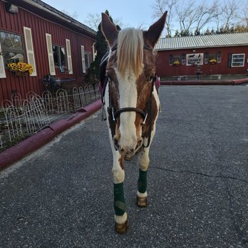Chariot Riders - Carmela ready for a lesson - Horseback Riding Near Me - Manchester, New Jersey Chariot Riders - Carmela ready for a lesson - Horseback Riding Near Me - Manchester, New Jersey