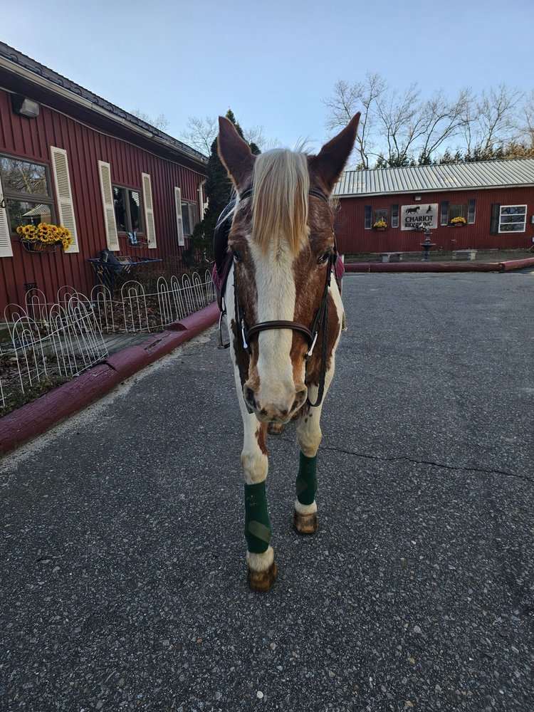 Chariot Riders - equestrian in Manchester, NJ