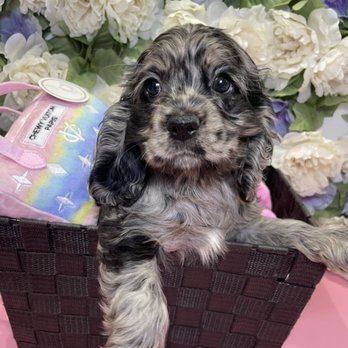 Fashionable Pets - Cocker Spaniel - Pet Stores Near Me - Paramus, New Jersey