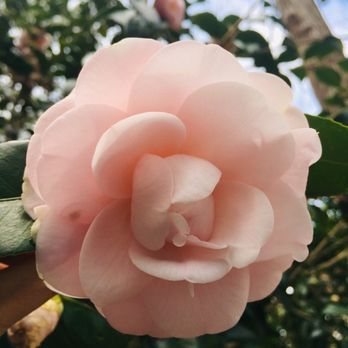 Red Wing Park - Some flowers through the woods - Dog Parks Near Me - Virginia Beach, Virginia