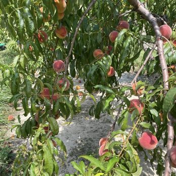 Bennett Orchards - Farmers Market Near Me - Frankford, Delaware