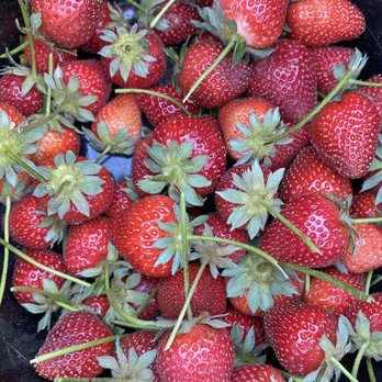 Daisy Creek Farms - Daisy Creek Farm U-Pick Strawberries - Pick Your Own Farms Near Me - Galt, California