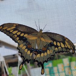 Butterflies of Cape Cod