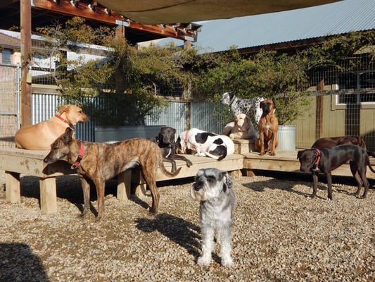 Sonoma Dog Camp