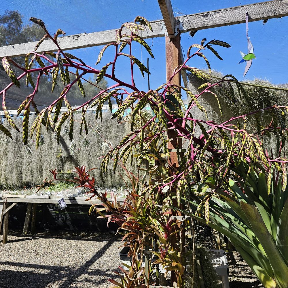 Bird Rock Tropicals - Nurseries & Gardening Near Me - Encinitas, California