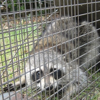 Right Way Animal Control - Pest Control Near Me - Los Angeles, California