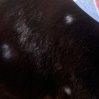 Fur Babes Spa - 5 nicks - (grey spot has been there) - Pet Groomers Near Me - Long Beach, California Fur Babes Spa - 5 nicks - (grey spot has been there) - Pet Groomers Near Me - Long Beach, California