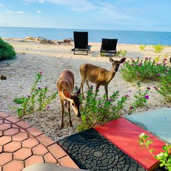 Barnacle Bed & Breakfast - Key deer at the beach.
