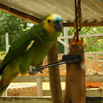 Gatorland - Loves to say,"Hello". - Zoos Near Me - Orlando, Florida Gatorland - Loves to say,"Hello". - Zoos Near Me - Orlando, Florida