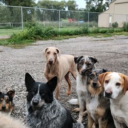 Tail Waggin' Ranch