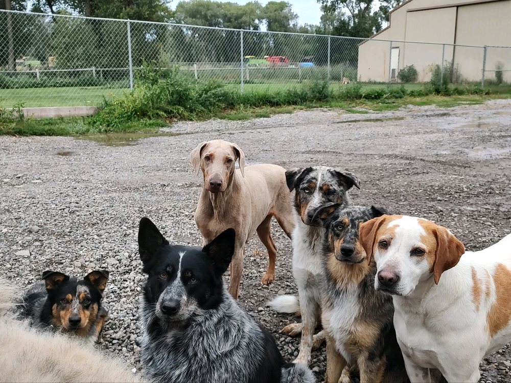 Tail Waggin' Ranch Image