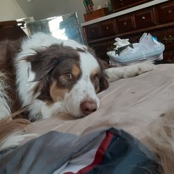 Laconia Pet Center - Sir Lancelot
