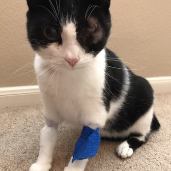 Palm To Paws - Before and after surgery - Veterinarians Near Me - Houston, Texas Palm To Paws - Before and after surgery - Veterinarians Near Me - Houston, Texas