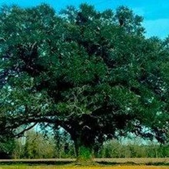 Southeastern Tree Service - Tree Services Near Me - Savannah, Georgia Southeastern Tree Service - Tree Services Near Me - Savannah, Georgia