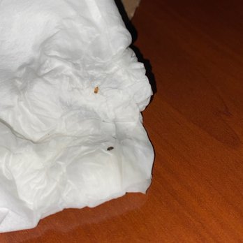 Courtyard by Marriott Albuquerque - Bugs - Hotels Near Me - Albuquerque, New Mexico