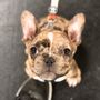 Zoom Room Dog Training