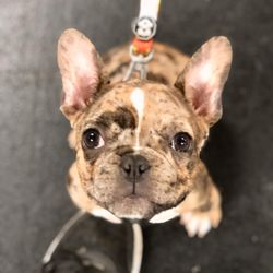 Zoom Room Dog Training