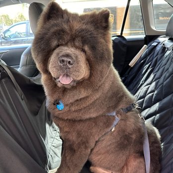 City Dog - Bath, groom, nail trim, deshed - Pet Stores Near Me - San Diego, California City Dog - Bath, groom, nail trim, deshed - Pet Stores Near Me - San Diego, California