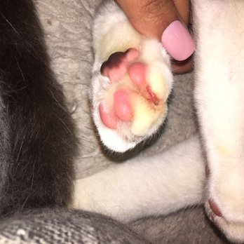 iPet Grooming - 1st Paw after the nail trimming. - Pet Groomers Near Me - San Dimas, California