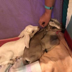 Jenness Farm - Baby goats!