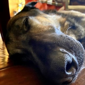 Petco - Sleepy and content with a belly full of kibble and biscuit treats! - Pet Stores Near Me - La Habra, California Petco - Sleepy and content with a belly full of kibble and biscuit treats! - Pet Stores Near Me - La Habra, California