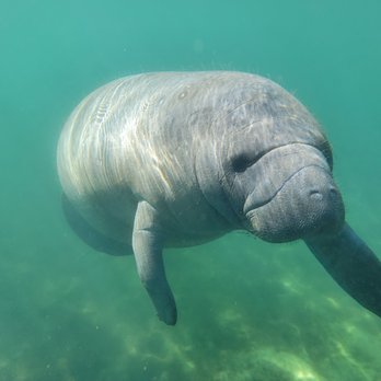 Fun 2 Dive Manatee Tours - Snorkeling Near Me - Crystal River, Florida