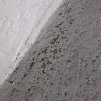 Native Pest Management - I know this looks like dirt or sawdust but it's not. It's actually dead ants. Yay - Pest Control Near Me - West Palm Beach, Florida Native Pest Management - I know this looks like dirt or sawdust but it's not. It's actually dead ants. Yay - Pest Control Near Me - West Palm Beach, Florida