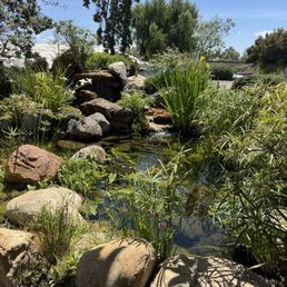 The pond