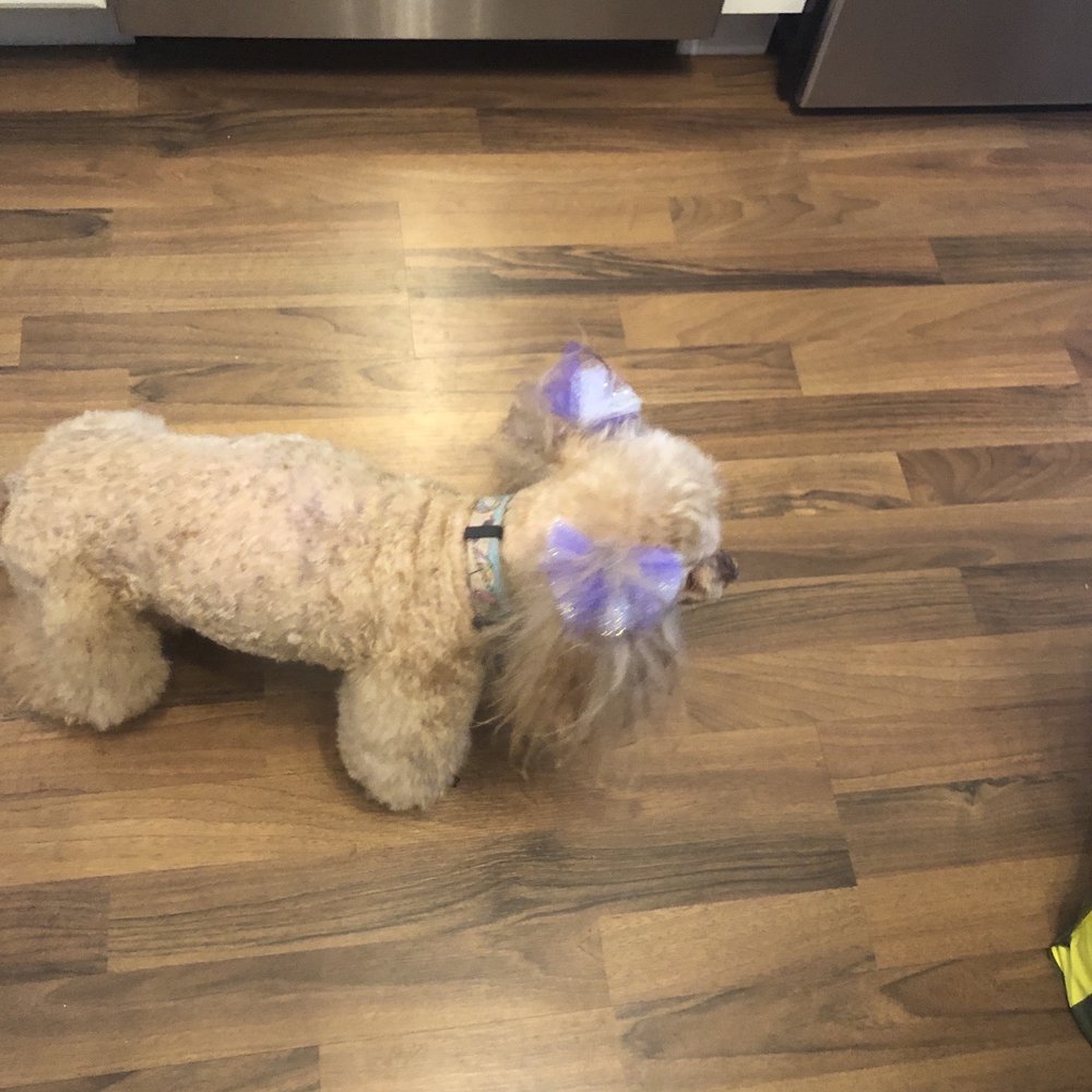Pooch Parlor - Great job on my oldest pup!!! - Pet Groomers Near Me - Saint Louis, Missouri Pooch Parlor - Great job on my oldest pup!!! - Pet Groomers Near Me - Saint Louis, Missouri