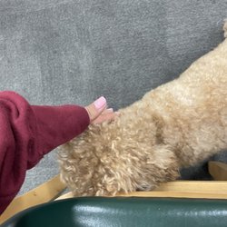 Myong Dong - Petting the dog