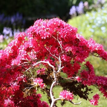 Filoli - Botanical Gardens Near Me - Woodside, California