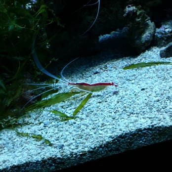 Seattle Aquarium - Aquariums Near Me - Seattle, Washington Seattle Aquarium - Aquariums Near Me - Seattle, Washington