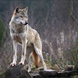 Rocky Mountain Rush - Wolf Photo in National Park