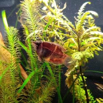 Incredible Pets - Chocolate Gourami - Pet Stores Near Me - Grass Valley, California